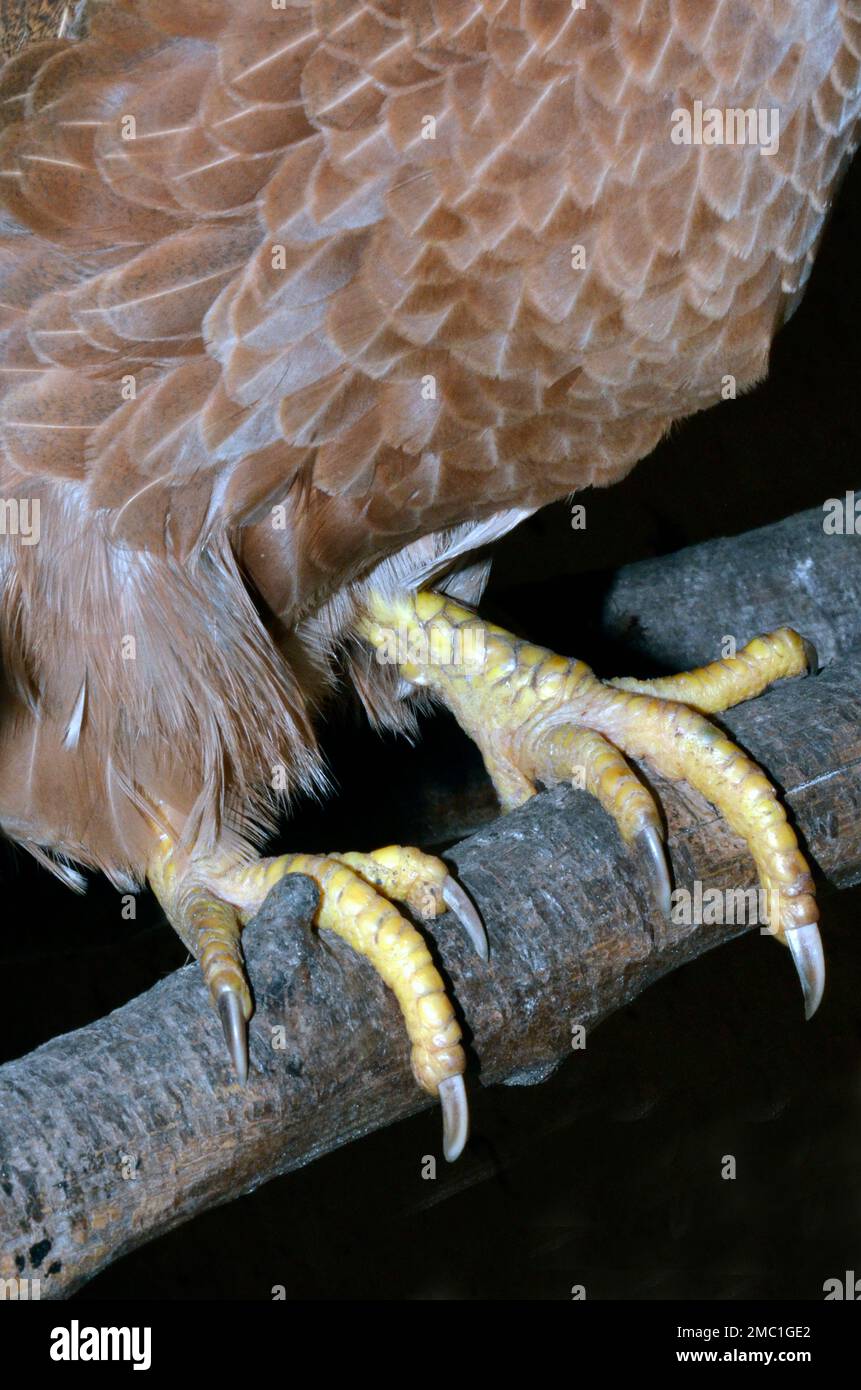 pollo in capanno su persico Foto Stock
