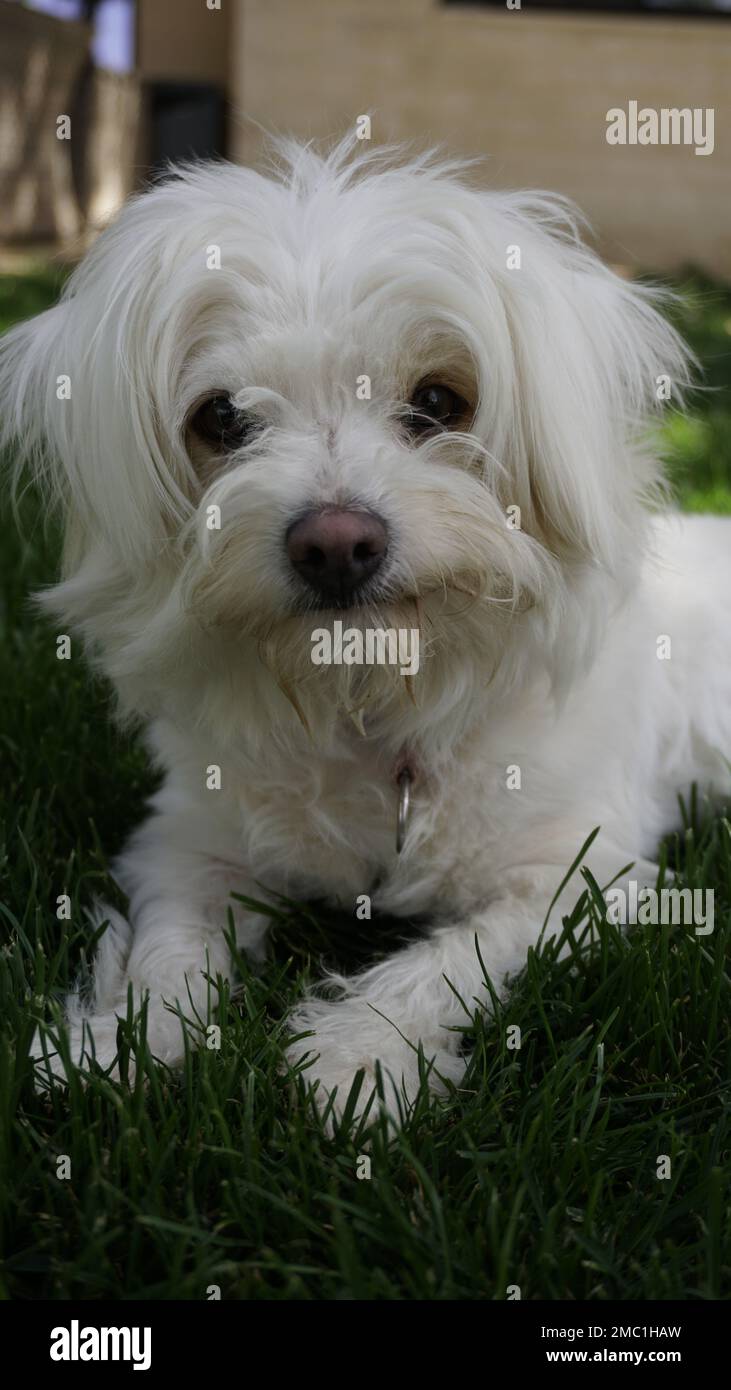 cane bianco sveglio Foto Stock