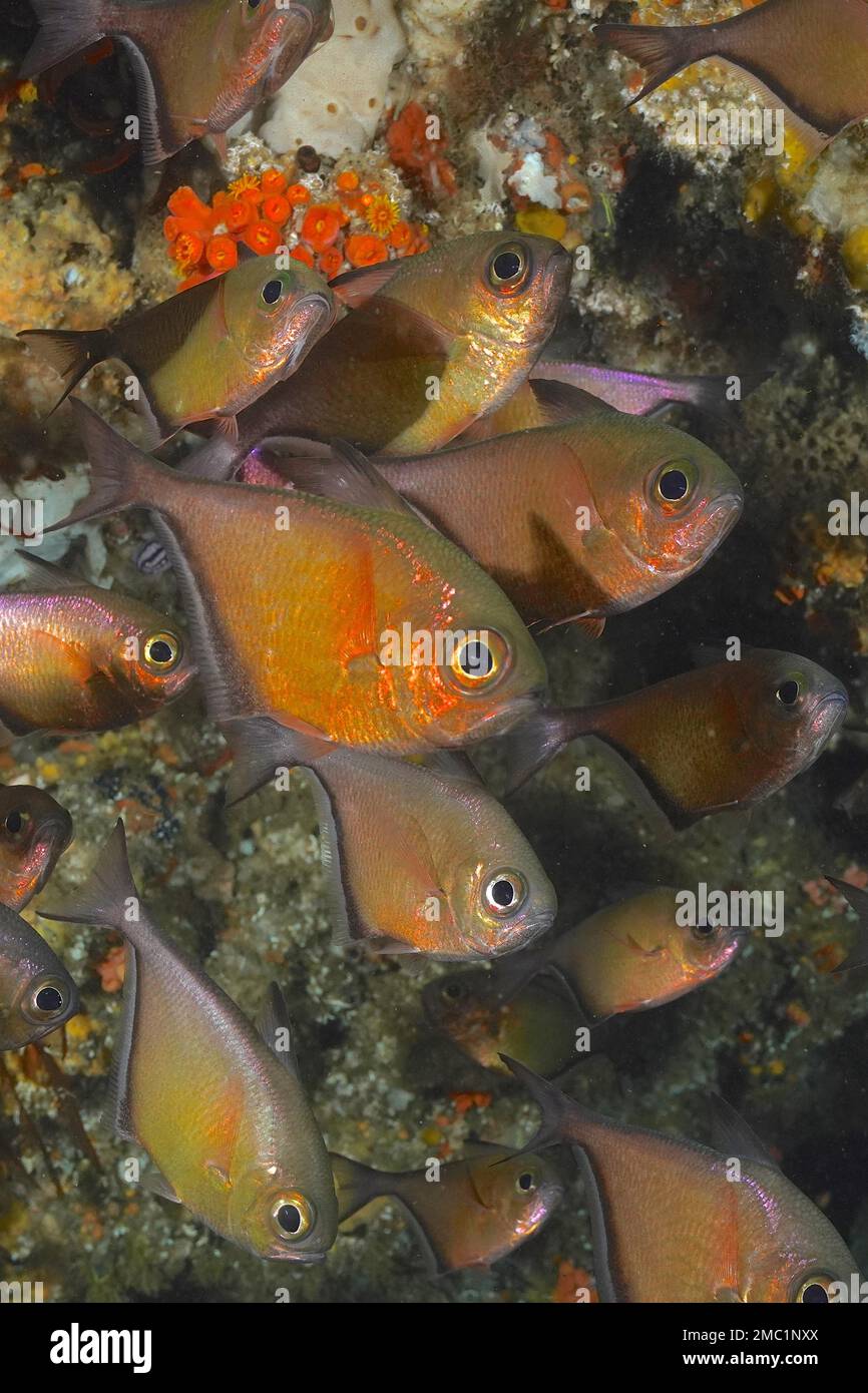 Gruppo di cigni di pesce gatto (Pempheris schwenkii), pesci ossei, sito di immersione Aliwal Shoal, Umkomaas, KwaZulu Natal, Sudafrica Foto Stock