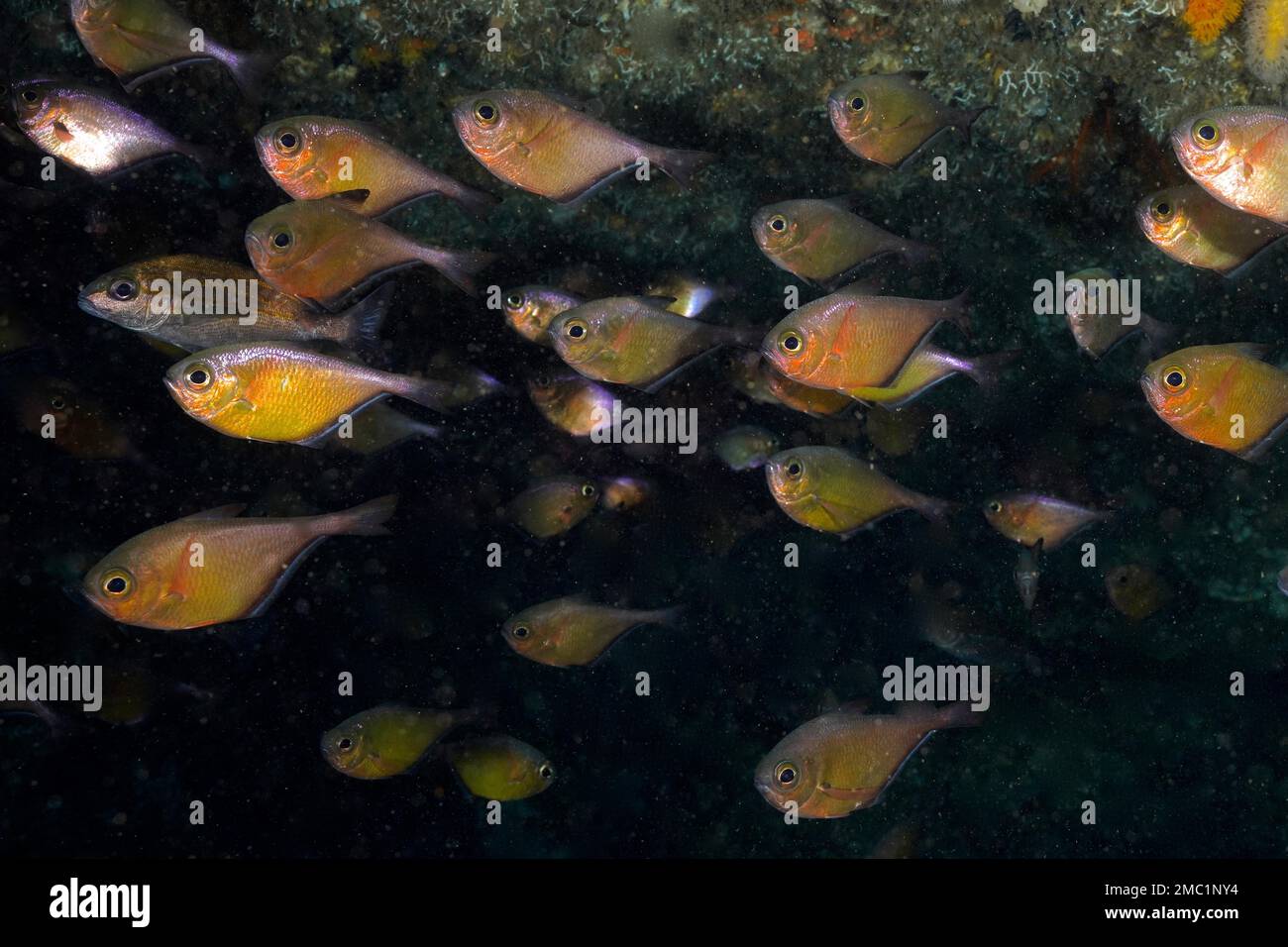 Gruppo di cigni di pesce gatto (Pempheris schwenkii), pesci ossei, sito di immersione Aliwal Shoal, Umkomaas, KwaZulu Natal, Sudafrica Foto Stock