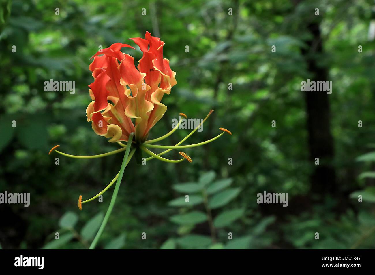 Gloriosa è una pianta velenosa con personaggi della medicina, Andhra Pradesh, India Foto Stock