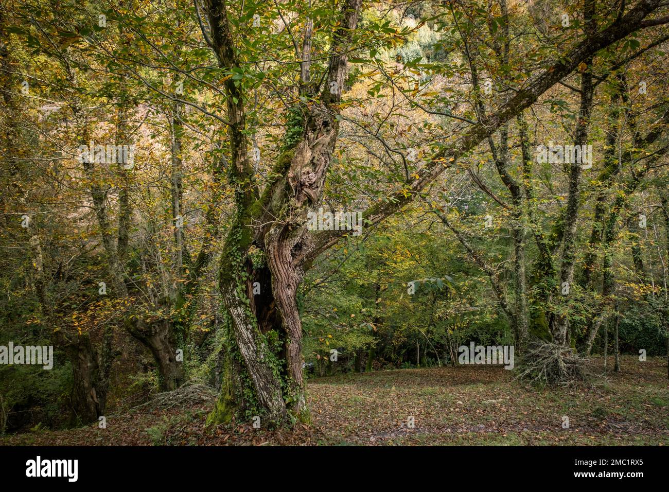 Antico castagno (Castanea Sativa) in bosco autunnale Foto Stock