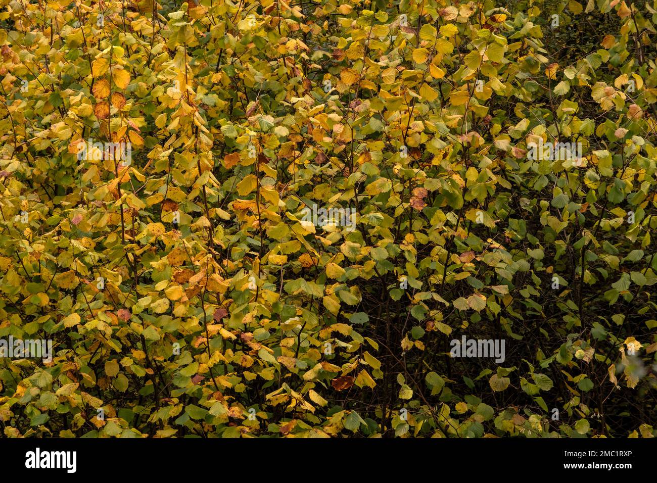Nocciolo comune (Corylus avellana) fogliame autunnale Foto Stock