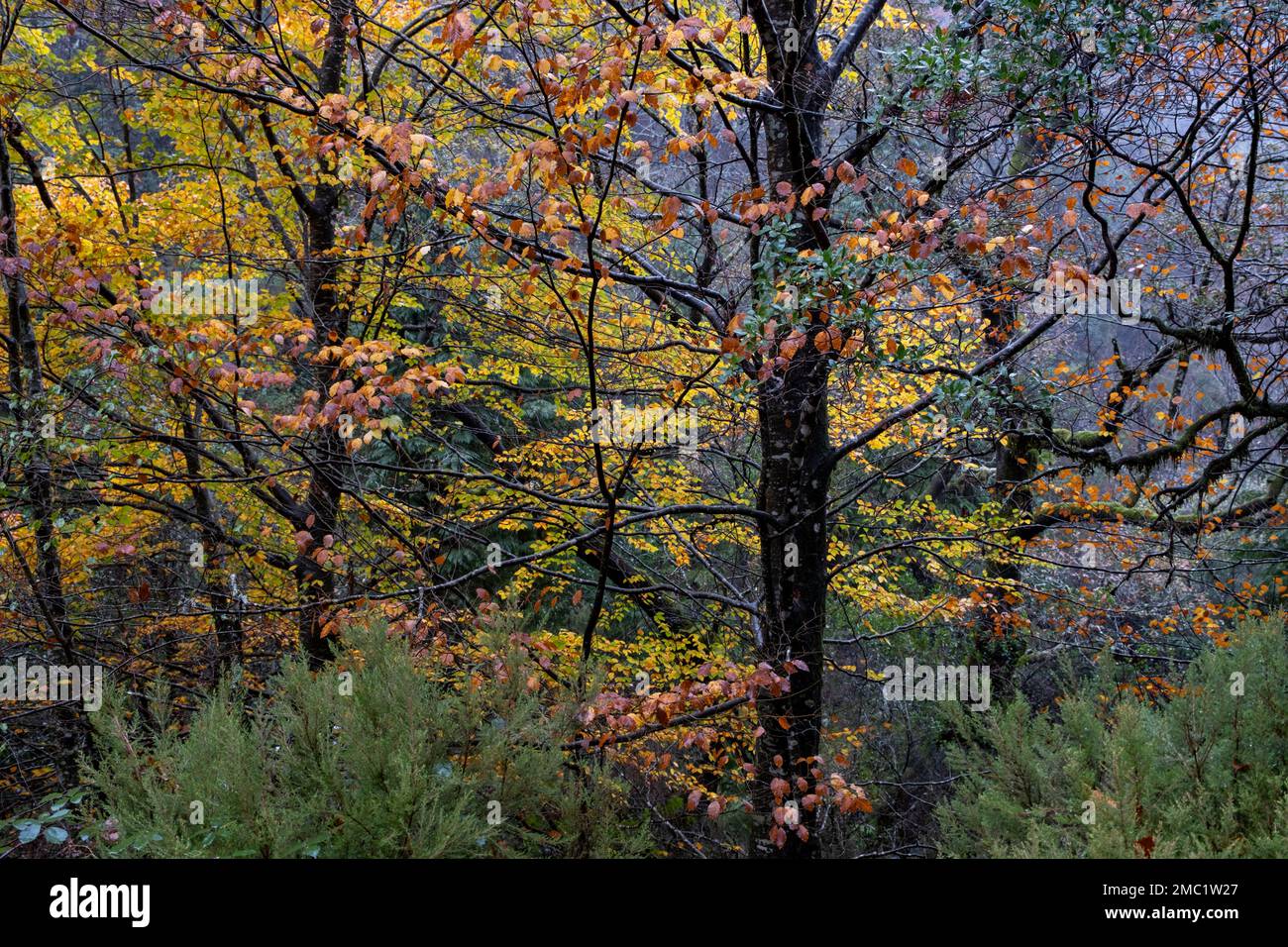 Fagus sylvatica (faggio europeo) alberi decidui in foglia larga temperata autunnale e foresta mista. Parco Nazionale di Peneda-Geres, Portogallo Foto Stock