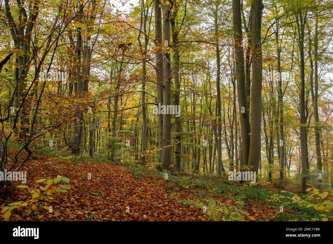 Faggio (Fagus sylvatica) bosco autunnale Foto Stock