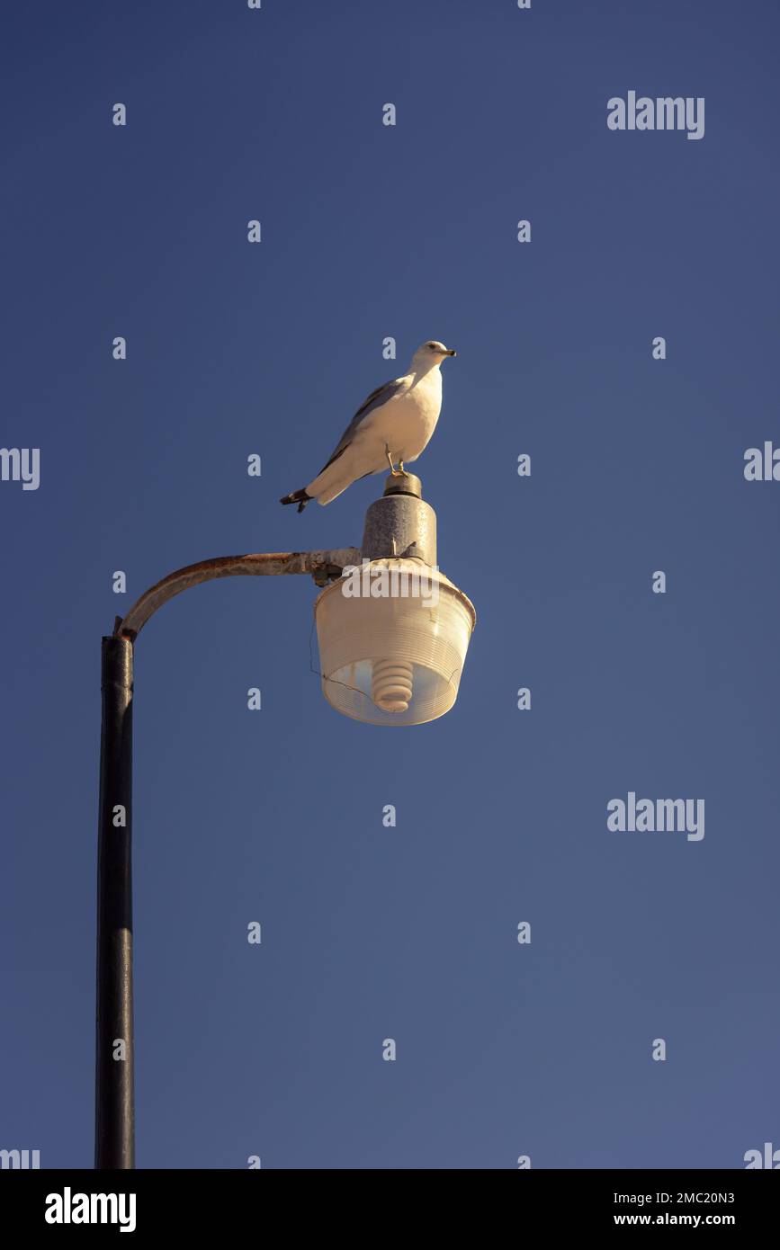 Un gabbiano (Lars argentatus) si trova in cima a un palo di luce all'aperto, San Carlos, Sonora, Messico. Foto Stock