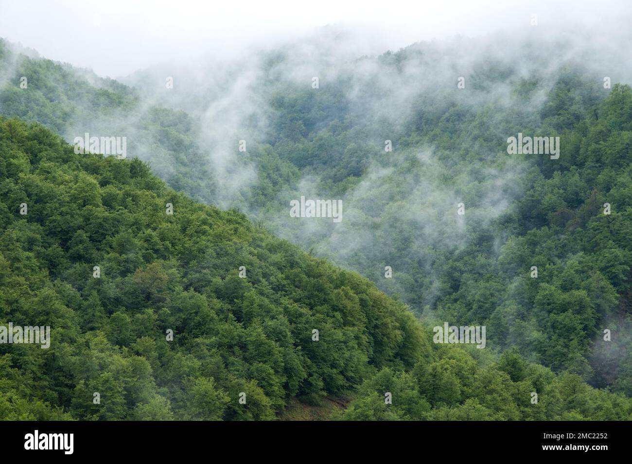 Verde foresta verde con nebbia in Spagna norhtern. Fagus sylvatica, faggeto, paesaggio montano primaverile. Foto Stock