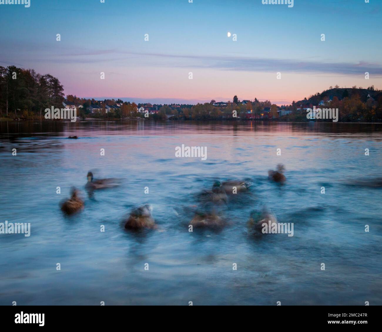 Germani reali, Anas platyrhynchos, su di una splendida serata autunnale a Nesparken nel lago Vansjø in Østfold, Norvegia. Foto Stock