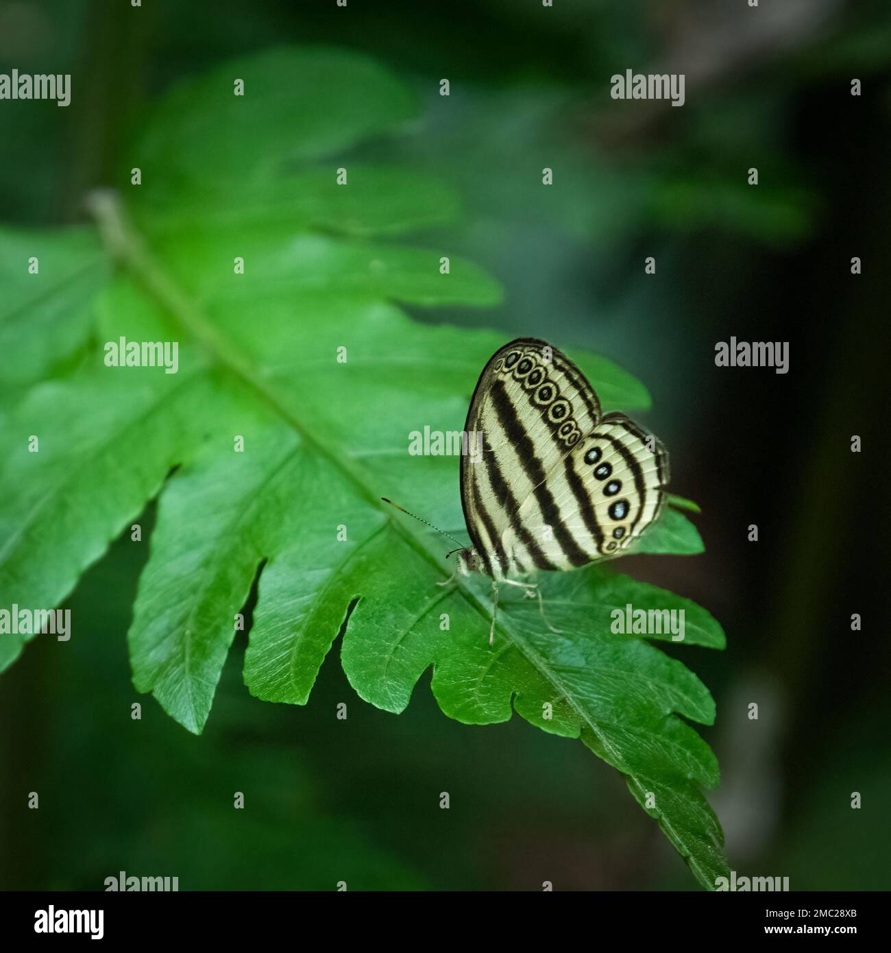 Malese Ringlet Butterfly (Ragadia makuta) su foglia Foto Stock