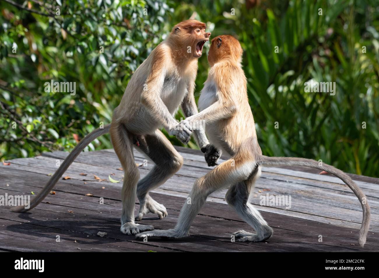 Giovani scimmie Proboscis (Nasalis larvatus) combattimenti Foto Stock