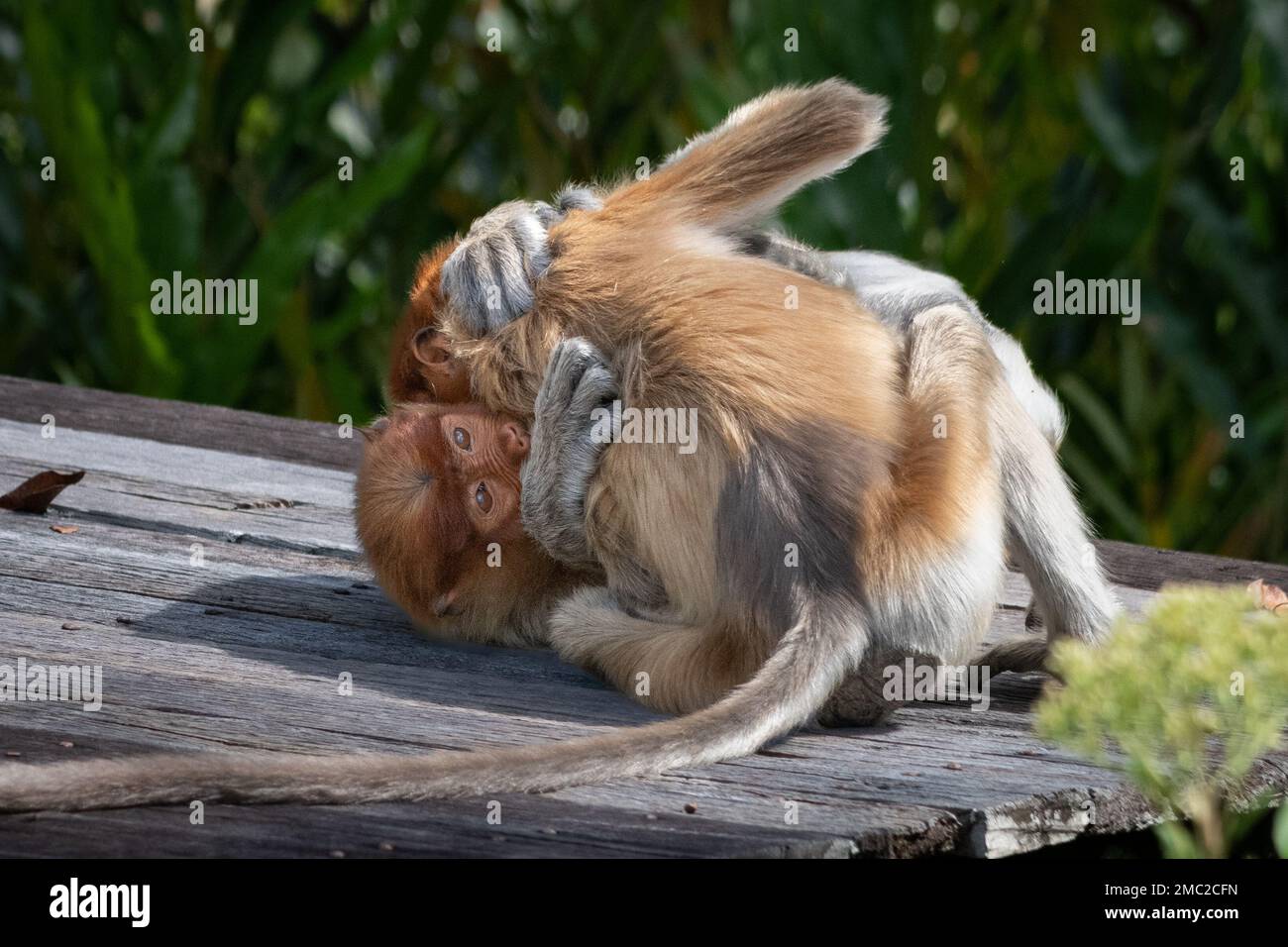 Giovani scimmie Proboscis (Nasalis larvatus) combattimenti Foto Stock