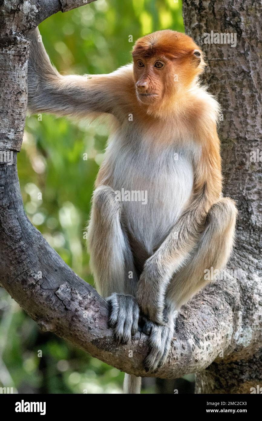Proboscis Monkey maschio (Nasalis larvatus) Foto Stock