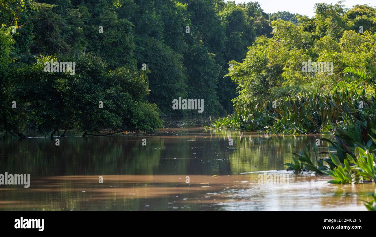 Il fiume Kinabatangan, Borneo, Malesia Foto Stock