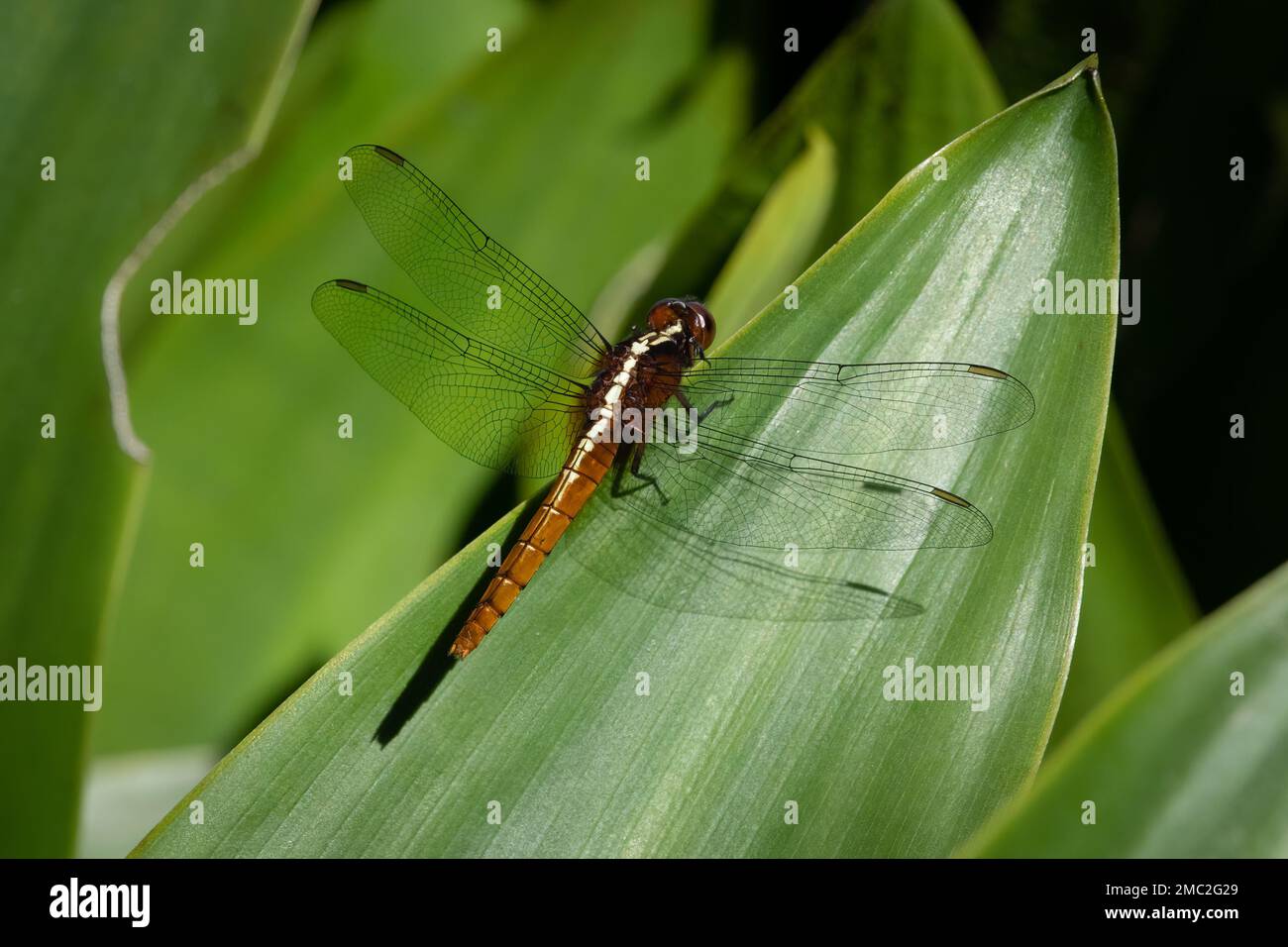 Rufous Marsh Glider (Rhodothemis rufa) Female Foto Stock