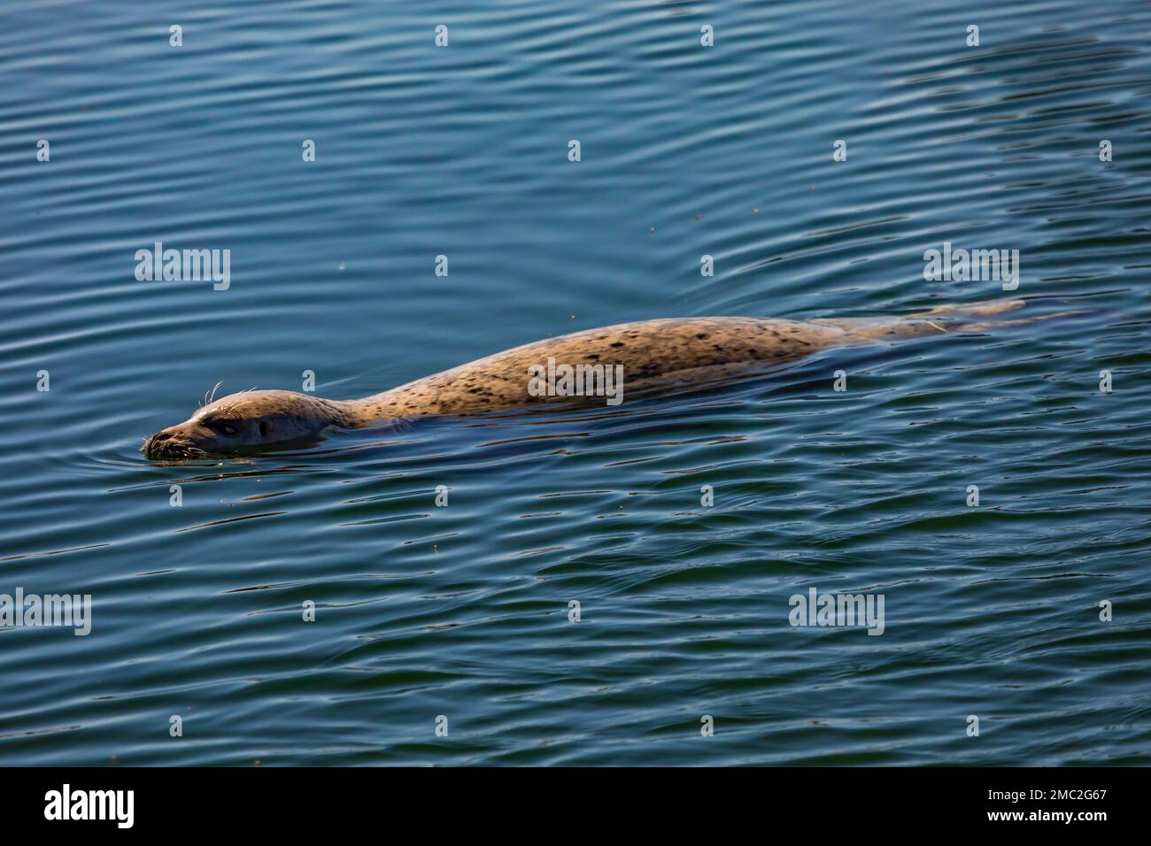 Harbor Seal, Phoca vitulina, in attesa di parti di pesce gettate a Charleston Marina sulla costa dell'Oregon, USA Foto Stock