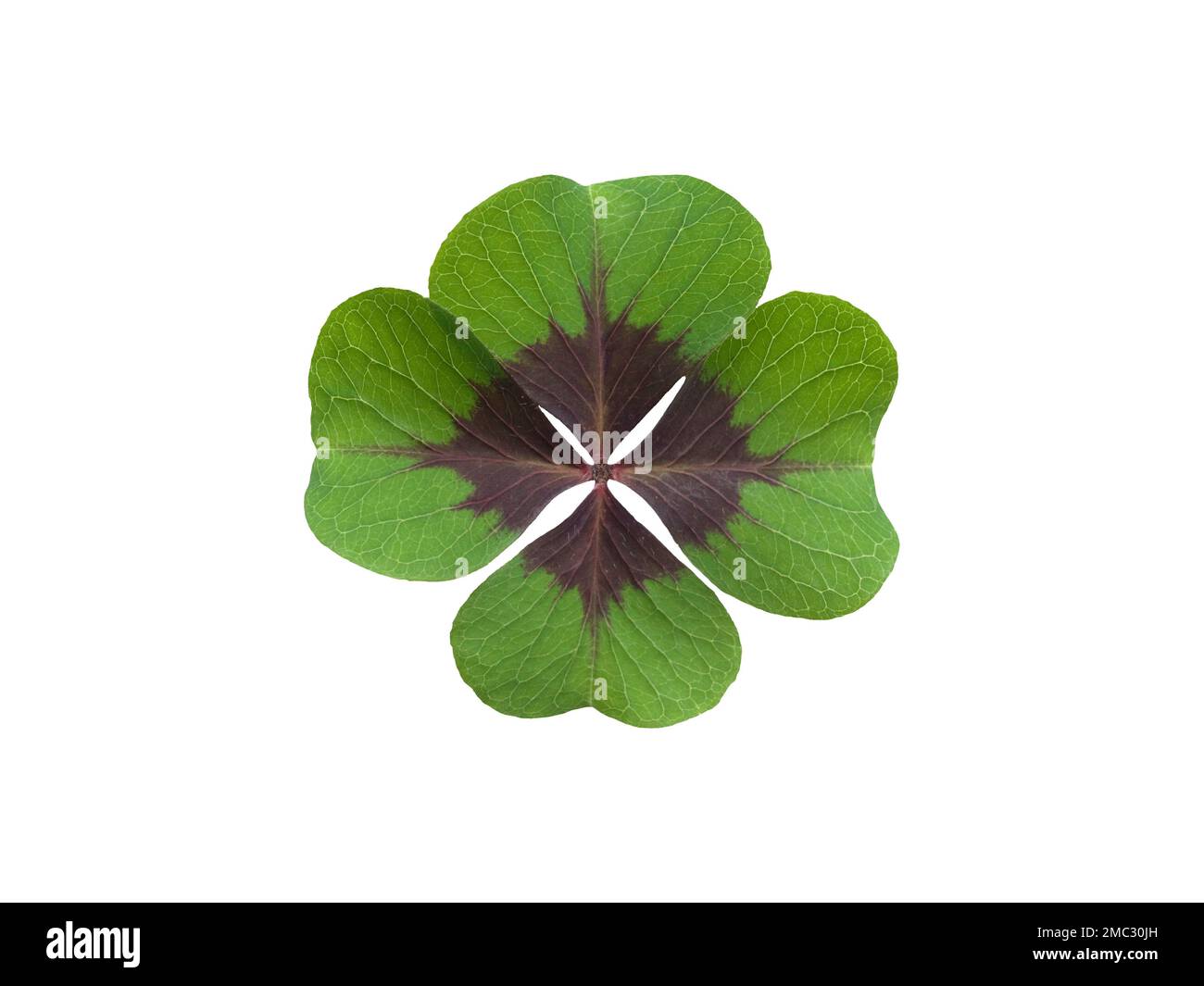 Vierklee ist ein Gluecksbringer wenn man es zum Beispiel auf der Wiese findet. Quattro trifoglio è un fascino fortunato se si trova nel prato, per esempio. Foto Stock
