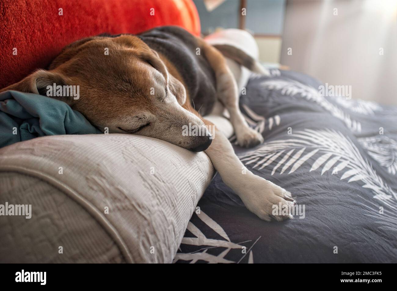 Vecchio cane Beagle che dorme sul letto, con la testa sul cuscino Foto Stock