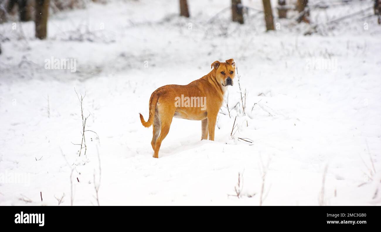 Misto americano Staffordshire Terrier durante il giorno freddo in inverno. Cane nella neve. Foto Stock