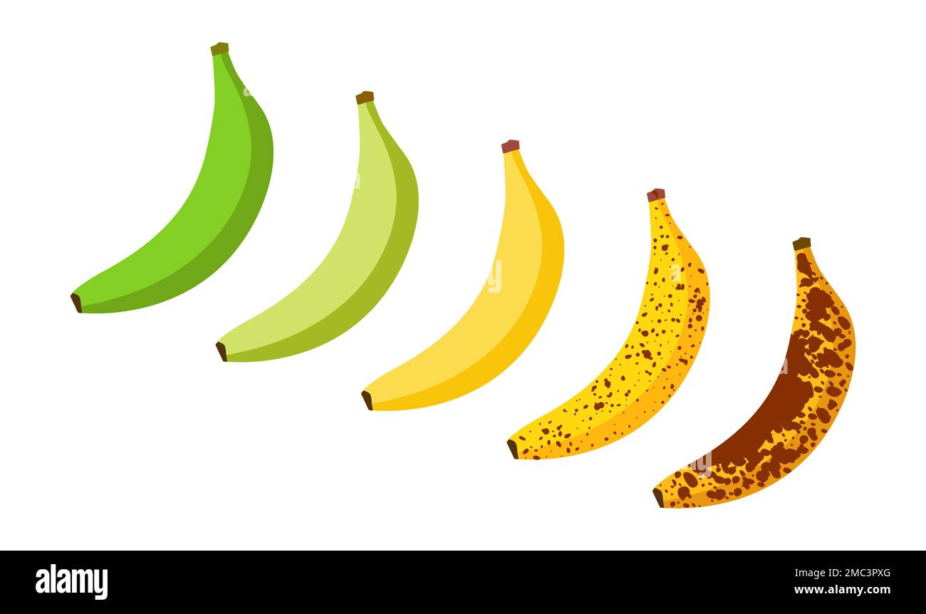 Banana matura frutta illustrazione verde matura cattivo cibo. Icona vettore banana maturo Illustrazione Vettoriale
