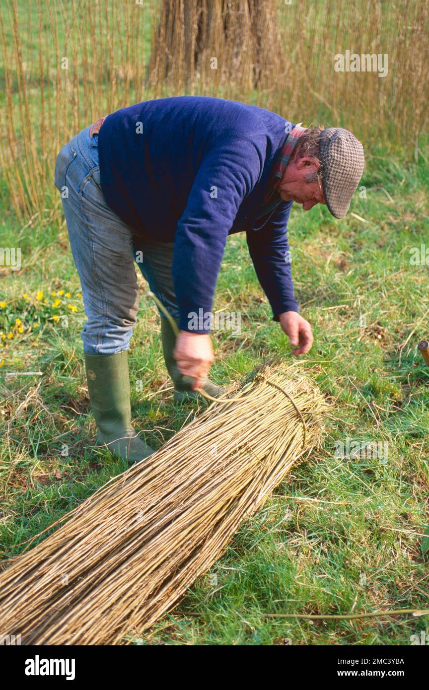 Withie taglio nel settore willow crescente per la produzione di basket, Somerset, Regno Unito Foto Stock