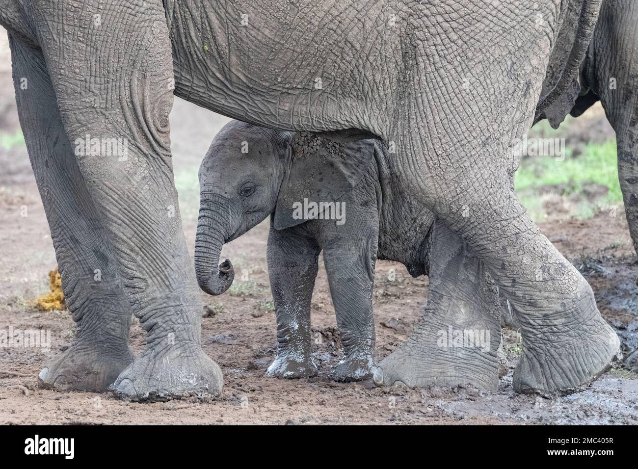 Elefante africano che cammina sotto le gambe delle madri nel Parco Nazionale Kruger, Sudafrica Foto Stock