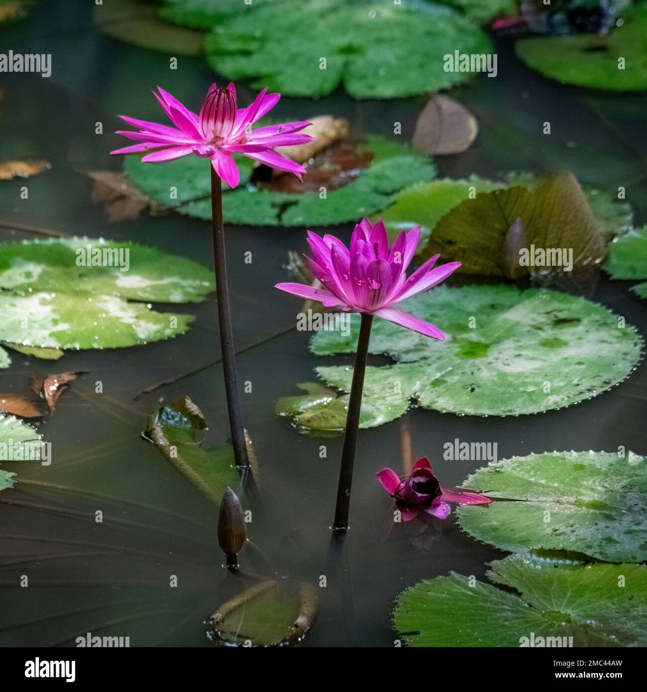 Waterlilly Fiore in Pond, Borneo Foto Stock