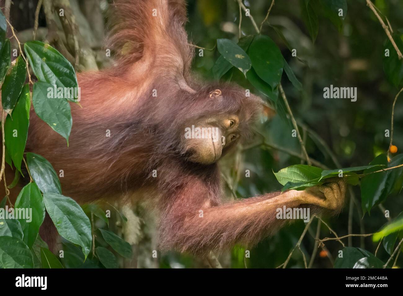 Borneo Orangutan selvatico (Pango pygmaeus) alimentazione femminile Foto Stock