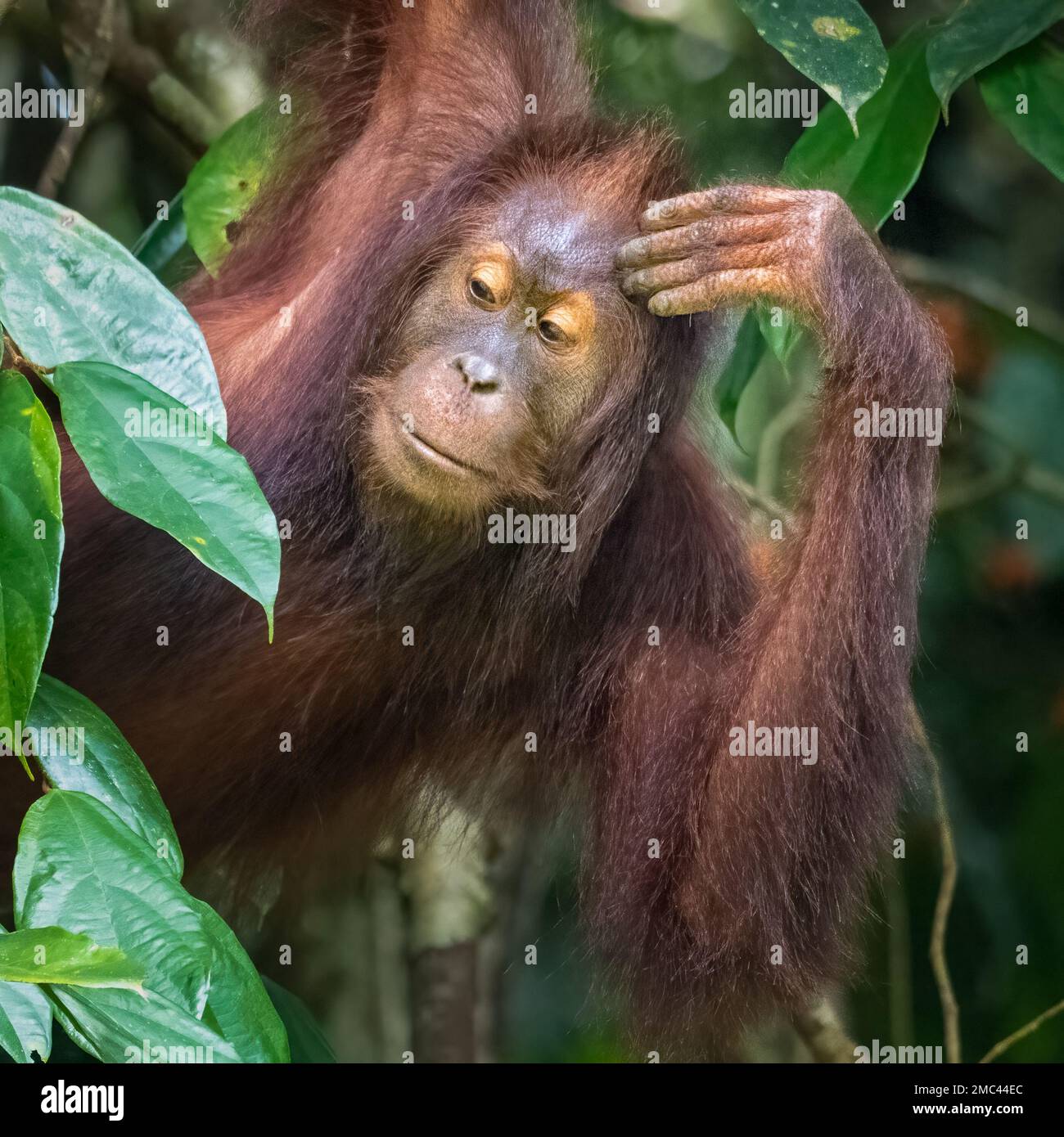 Borneo Orangutan selvatico (Pango pygmaeus) Female Foto Stock