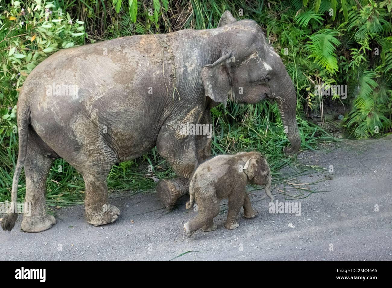 Elefanti di pygmy di Borneo (Elephas maximus borneensis) nella valle di Danum, Borneo Foto Stock