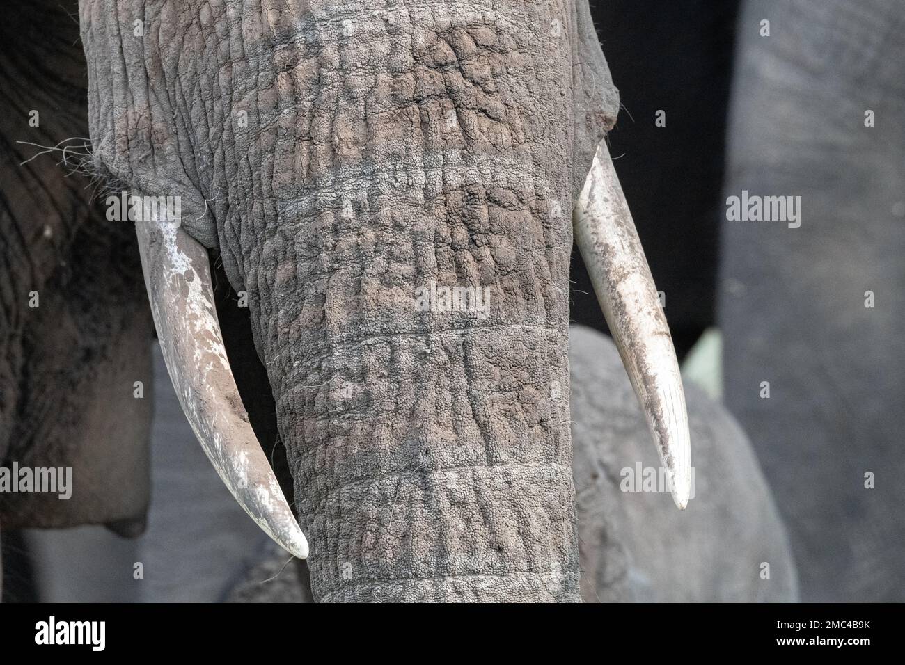 Primo piano di un tronco e zanne di un elefante africano Foto Stock