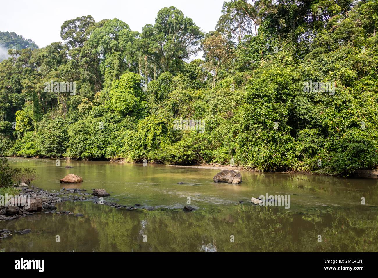 Il fiume Danum attraverso la giungla, Borneo, Malesia Foto Stock