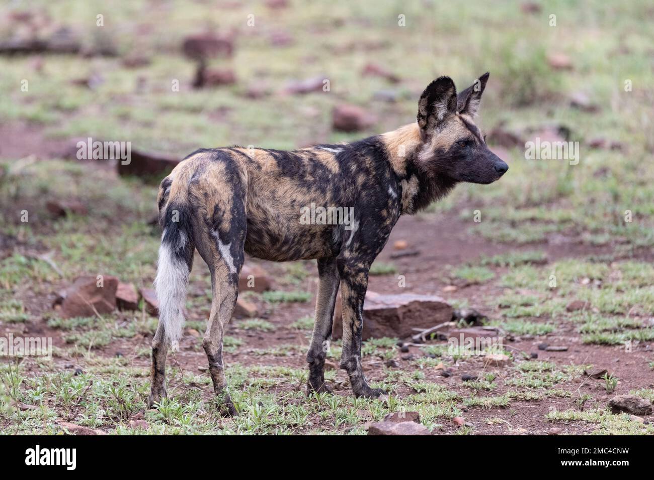Primo piano profilo laterale di un cane selvatico dipinto che si trova nel fango recentemente bagnato del Parco Nazionale di Kruger, Sud Africa Foto Stock