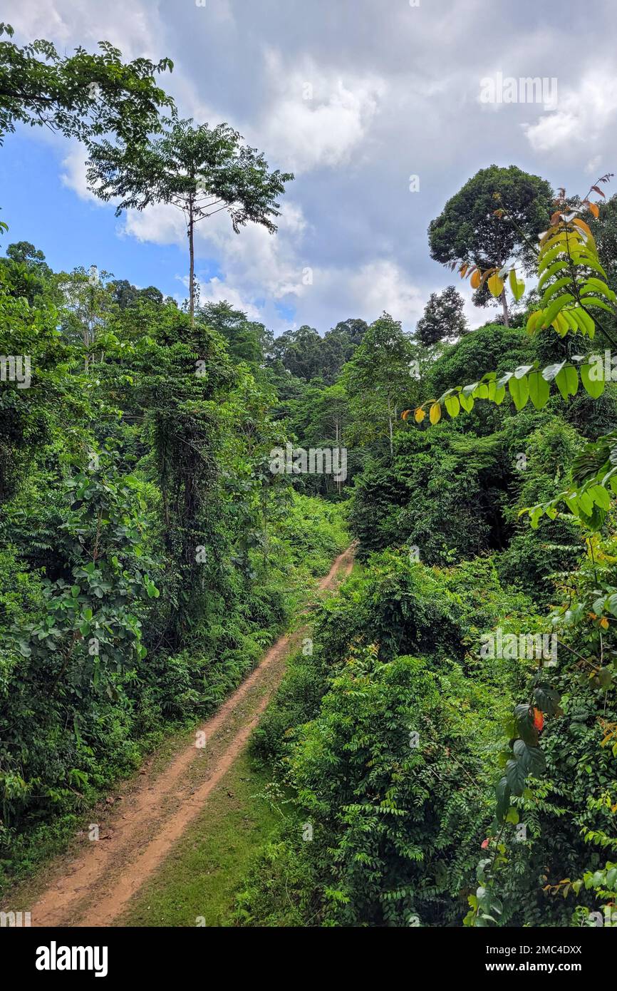 Pista che attraversa la Riserva del Tabin Wilife, Borneo Foto Stock