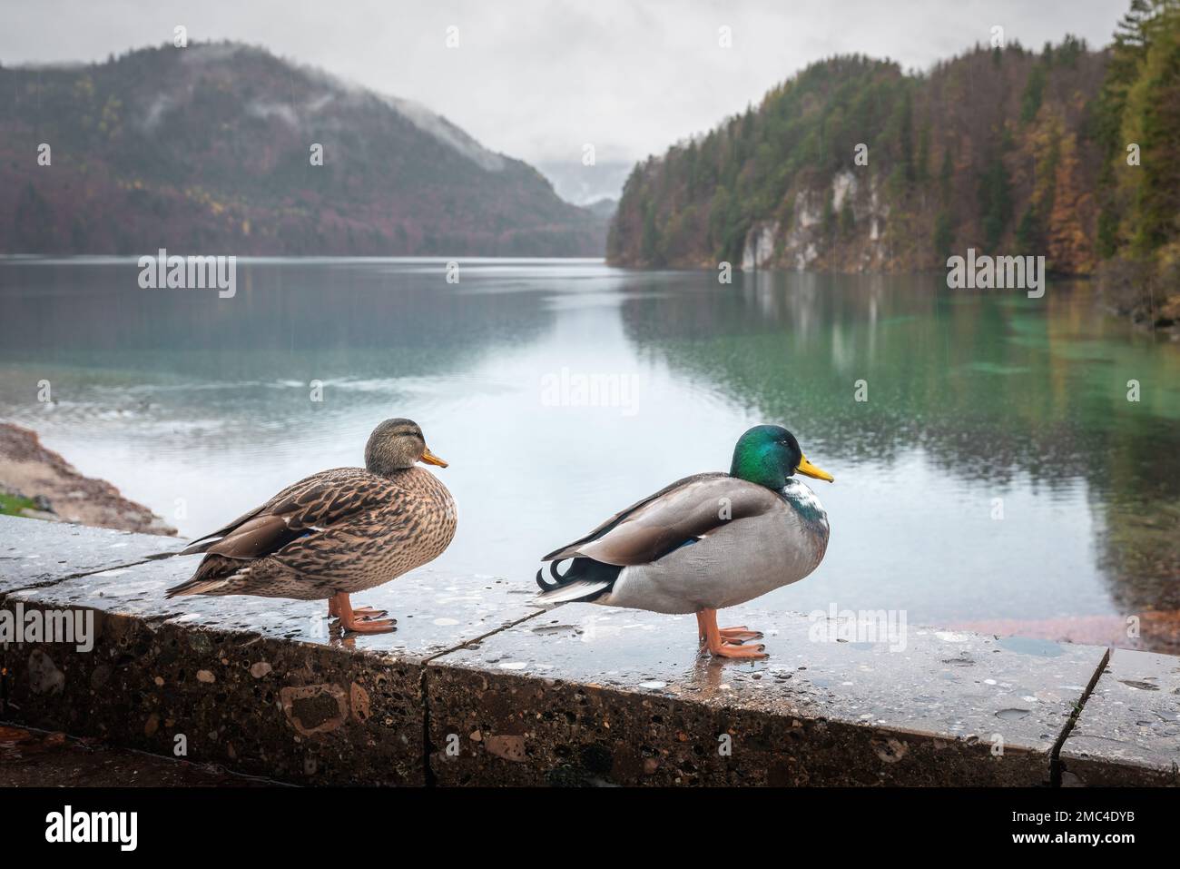 Anatra maschile e femminile Mallard al lago Alpsee vicino Fussen - Schwangau, Baviera, Germania Foto Stock