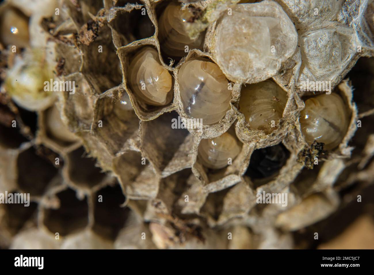 Foto ravvicinata di un nido di vespe con larve Foto Stock