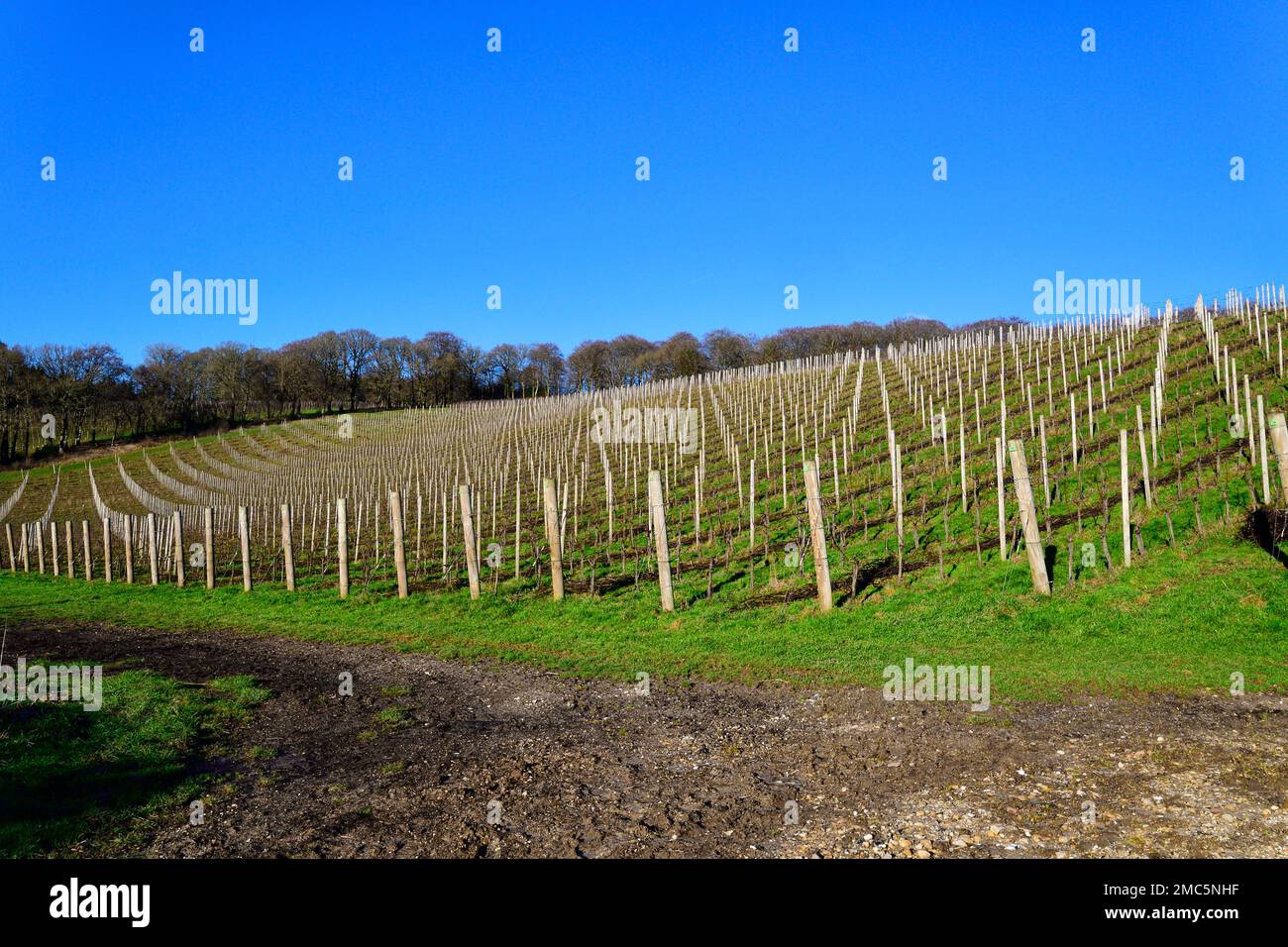 Vitigni che crescono sui pendii di gesso della Stonor Valley per produrre vino frizzante presso la Hundred Hills Winery, la Stonor Valley, Oxfordshire, Inghilterra, Regno Unito Foto Stock