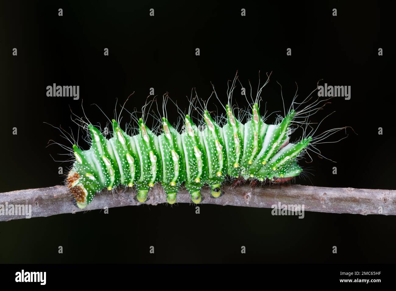 Chinese Moon Moth (Actias dubernardi) 4th° caterpillar. Foto Stock