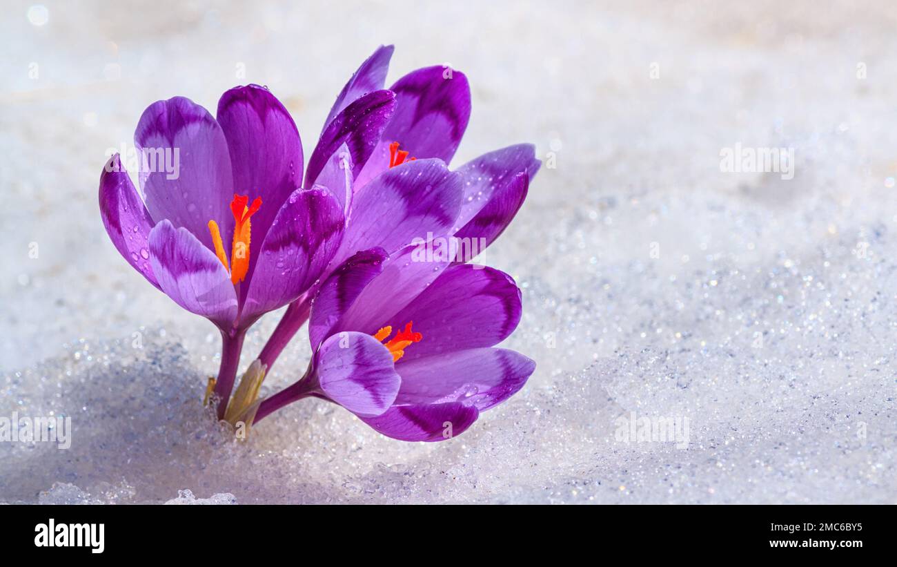 Crocuses - fiori viola in fiore che fanno il loro senso da sotto la neve all'inizio della primavera, primo piano con lo spazio per il testo Foto Stock