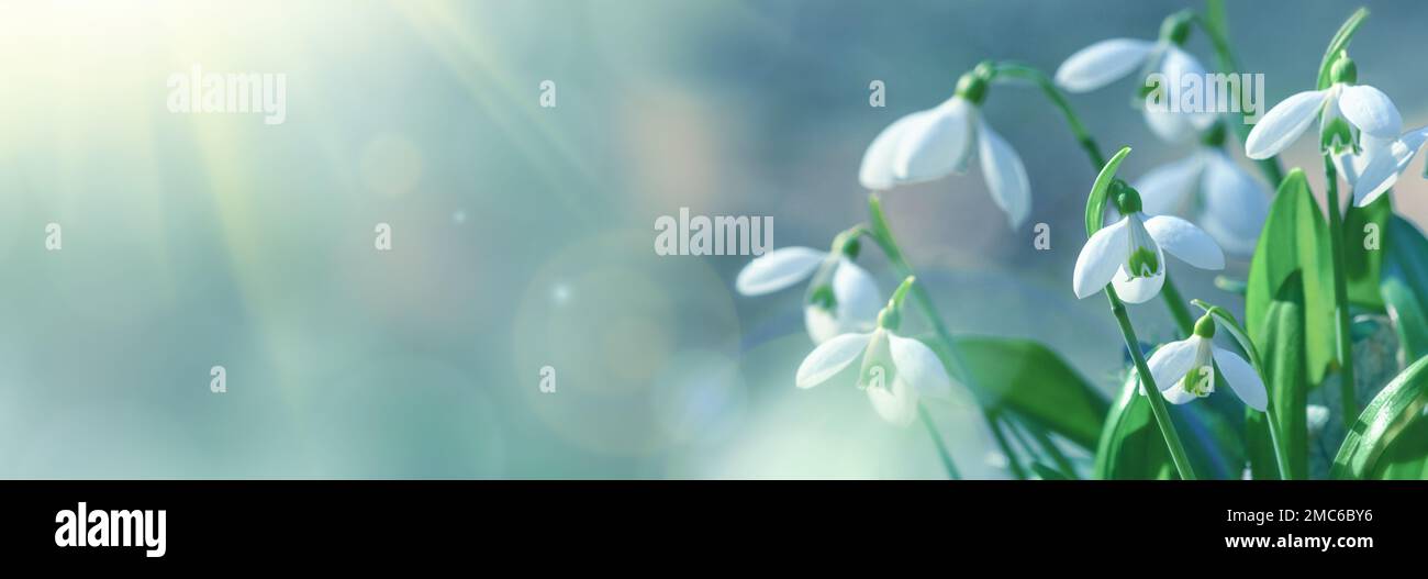 Galanthus nivalis o nevicata comune - fioritura di fiori bianchi all'inizio della primavera nella foresta, primo piano con lo spazio per il testo Foto Stock