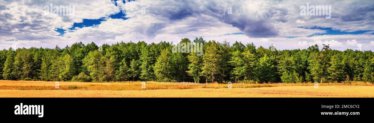 Campo di grano raccolto nei raggi del sole estivo sullo sfondo di una foresta giovane. Paesaggio rurale, panorama, banner Foto Stock