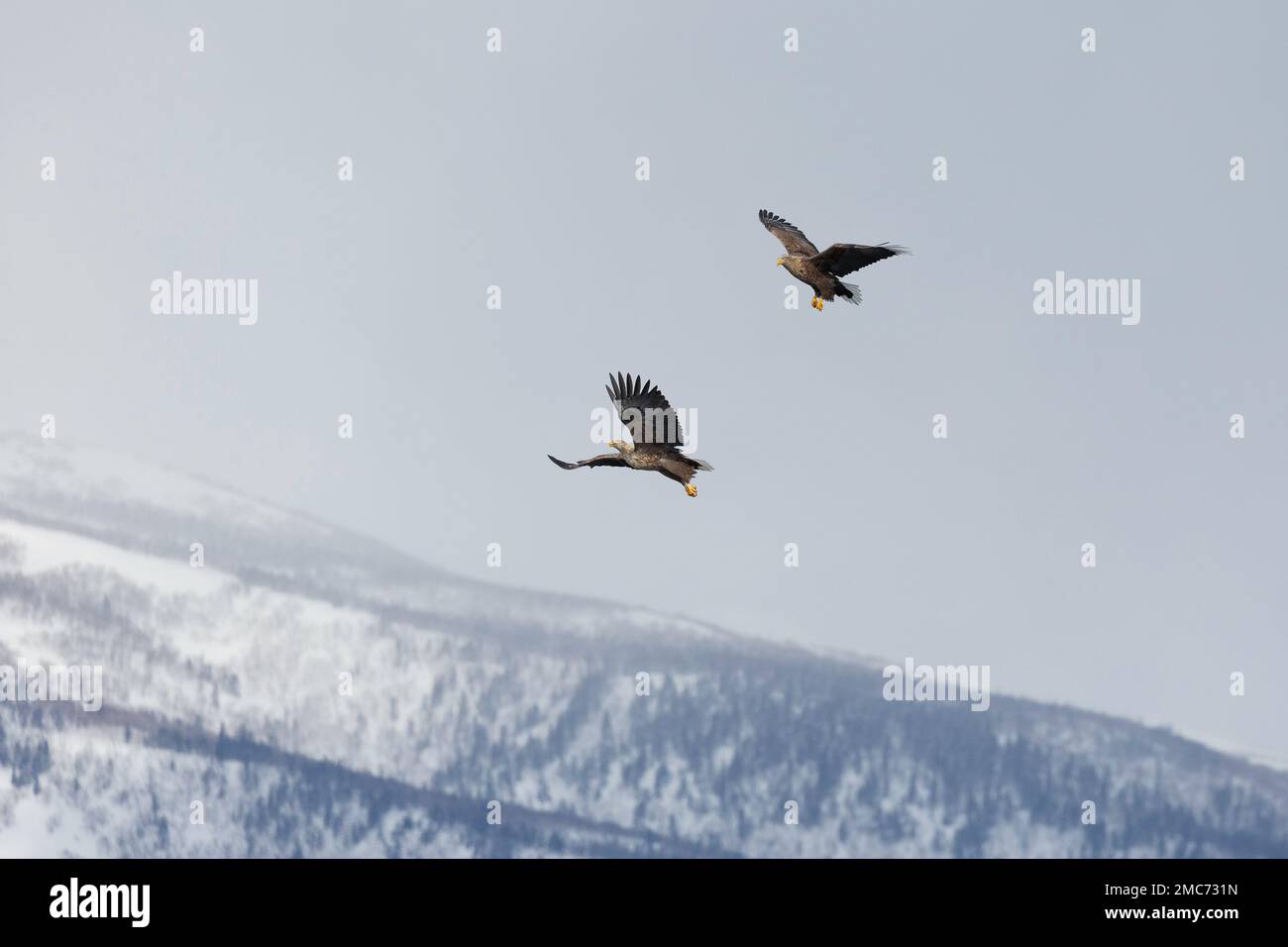 Coppia di aquile adulti dalla coda bianca (Haliaeetus albicilla) che passano il pesce in volo sul Parco Nazionale Shiretoko, Hokkaido, Giappone (sequenza 7 di 7) Foto Stock