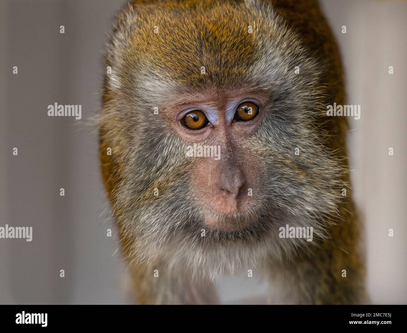 Crab-eating Macaque Macaca fasdicularis ritratto Foto Stock