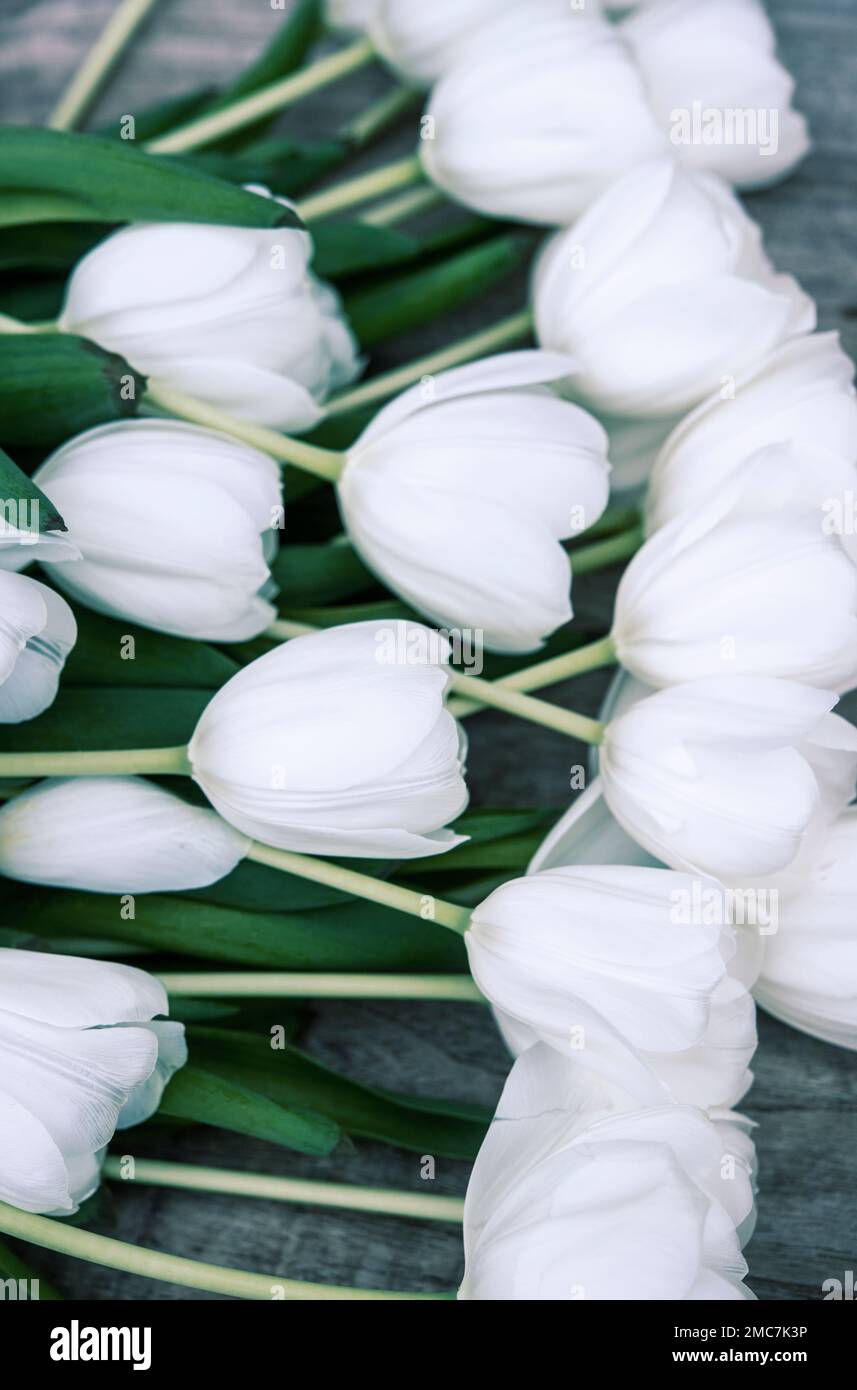 Ancora vita di tulipani bianchi Foto Stock