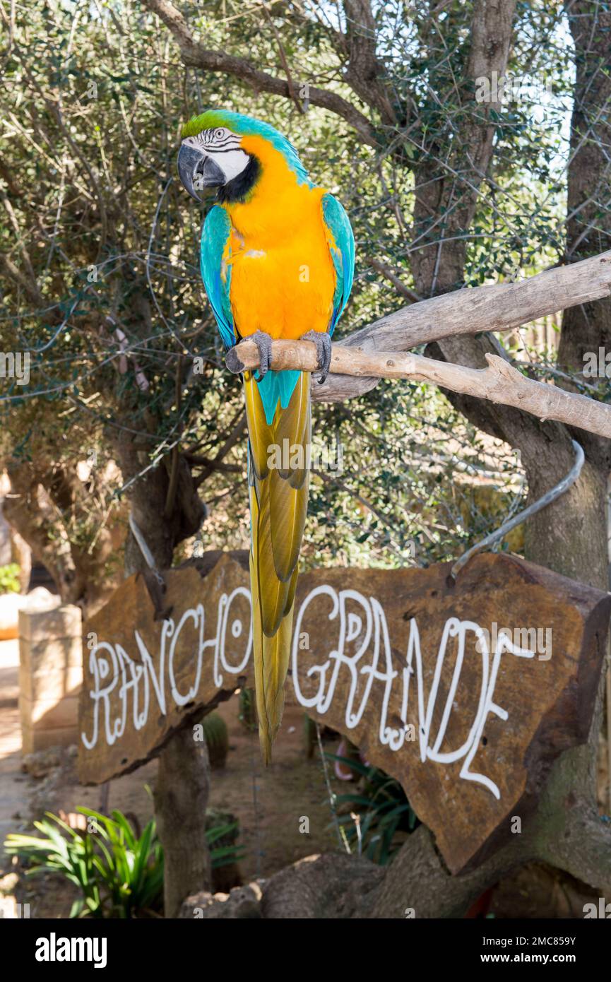 Parrot a Rancho grande , Maiorca Foto Stock