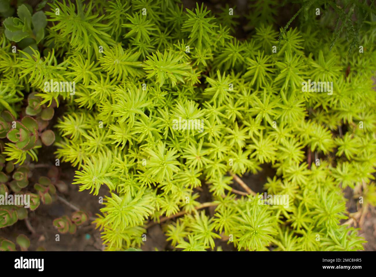 Verde, giallo della pietra di Jenny nel giardino. Estate e primavera. Foto Stock