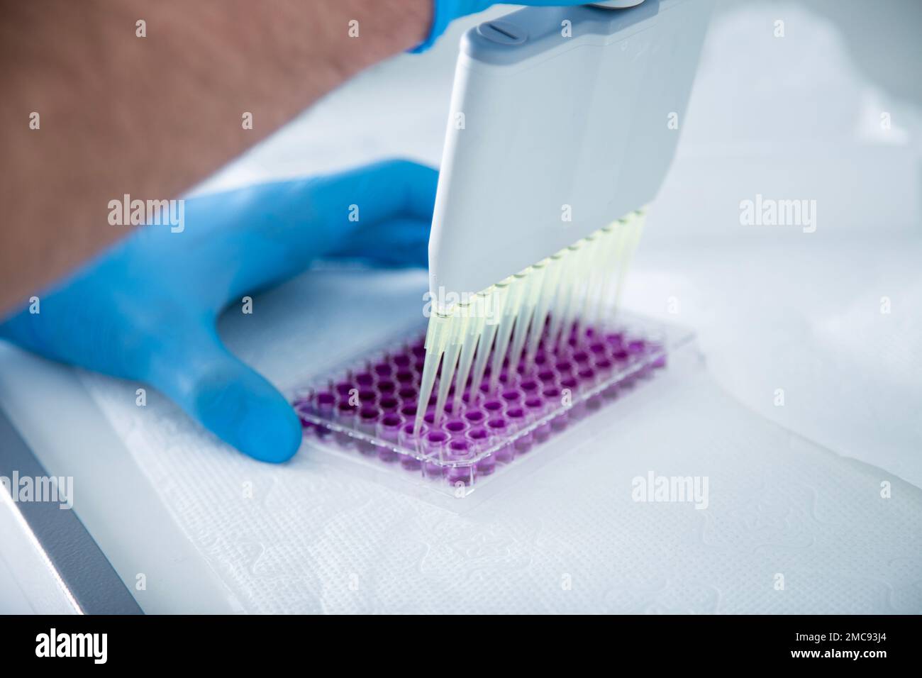 coltura cellulare presso il laboratorio di medicina, medicina e coltura cellulare Foto Stock