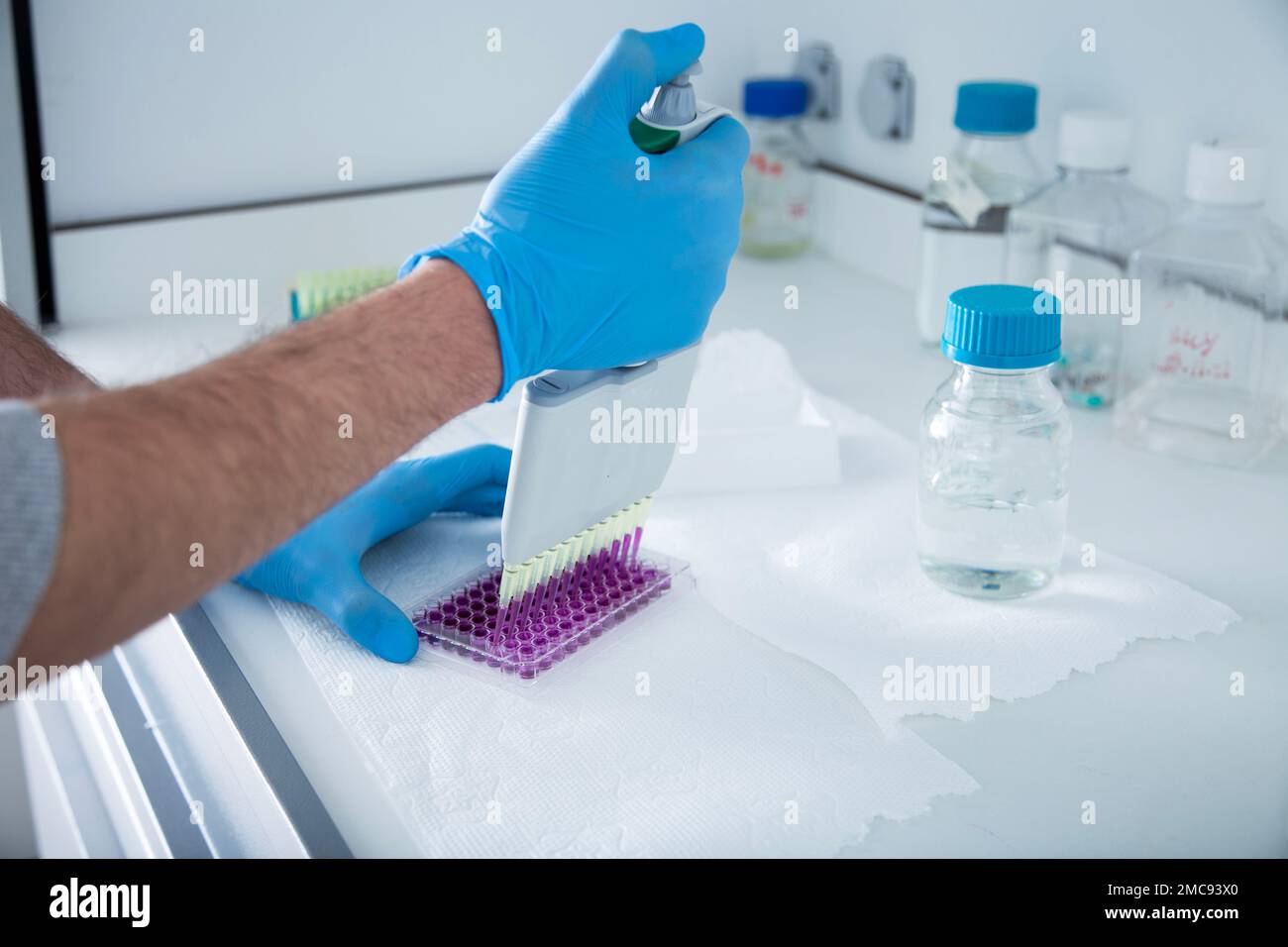 coltura cellulare presso il laboratorio di medicina, medicina e coltura cellulare Foto Stock