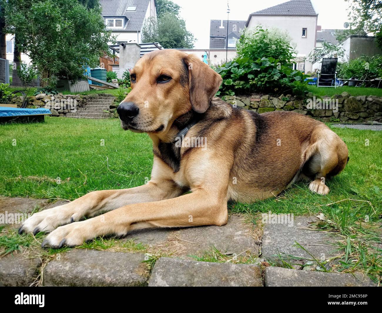 Un primo piano verticale di un cucciolo carino polacco con un collare che si posa in un cortile Foto Stock