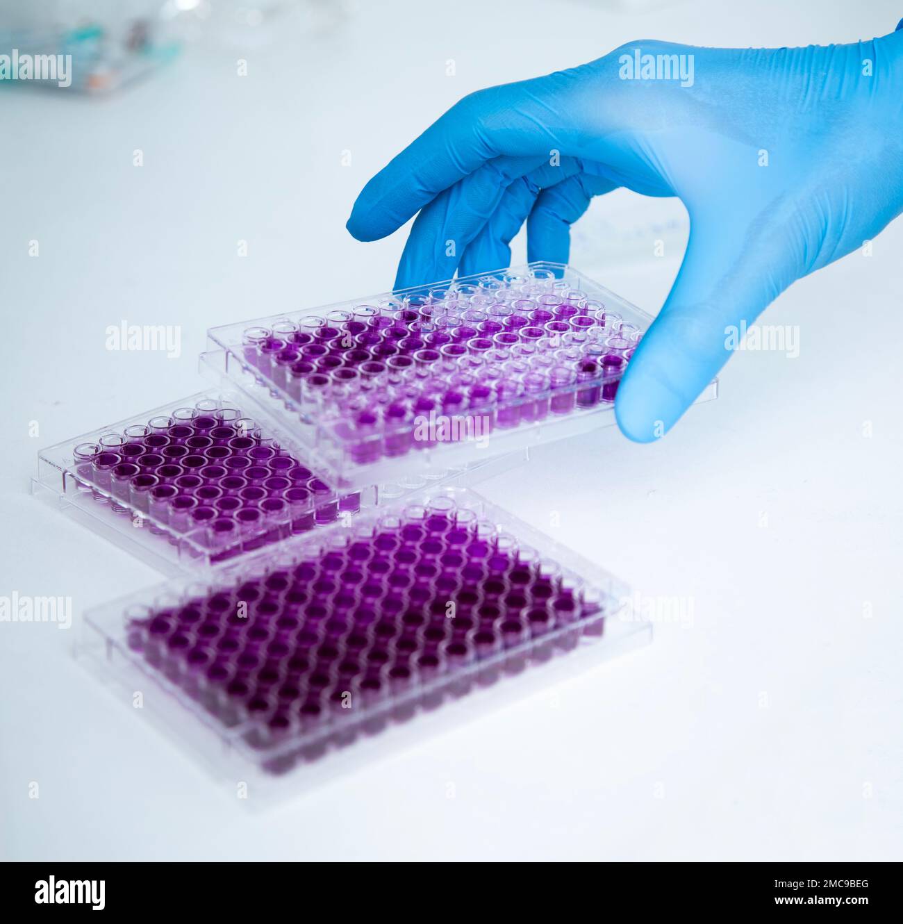 coltura cellulare presso il laboratorio di medicina, medicina e coltura cellulare Foto Stock