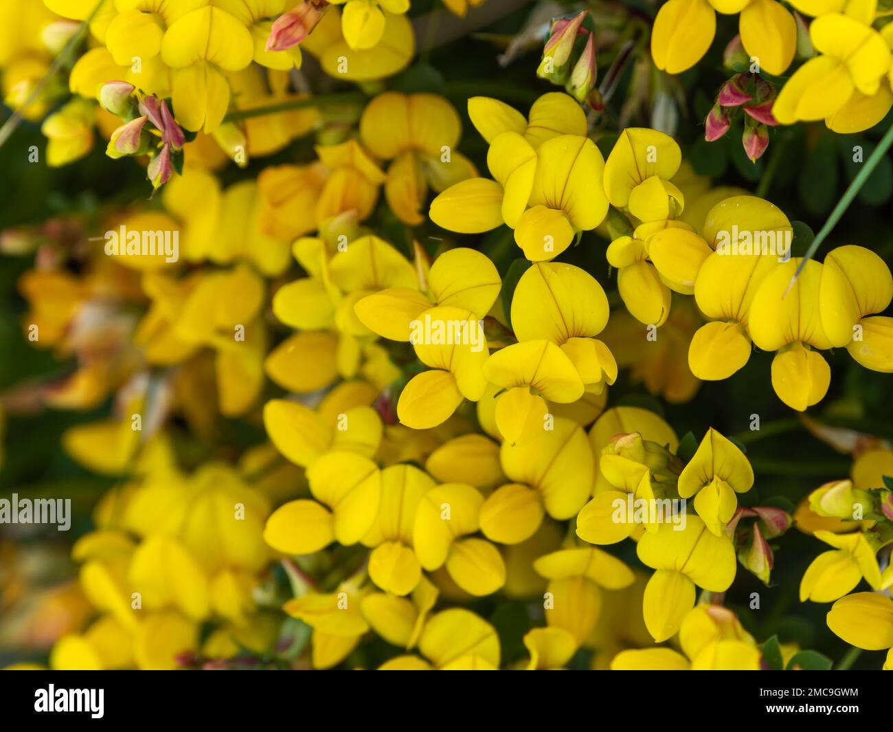 Un sacco di fiori con petali gialli. Fiori dell'ulex, macro. La pianta è in fiore. Petali gialli in macro Foto Stock